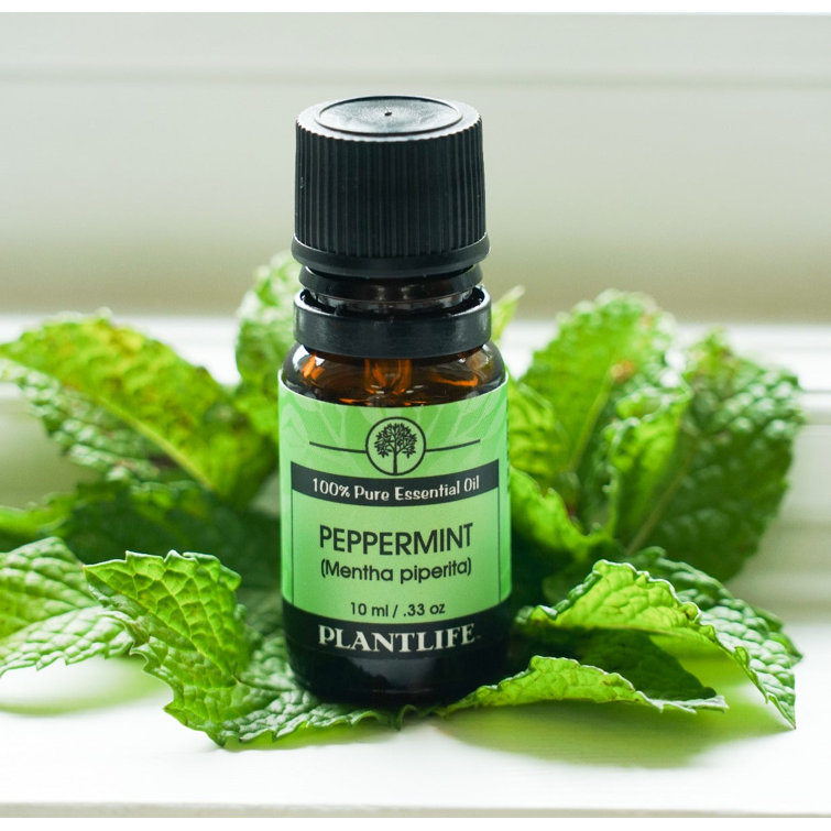 Plantlife Peppermint Essential Oil Wayfair Canada